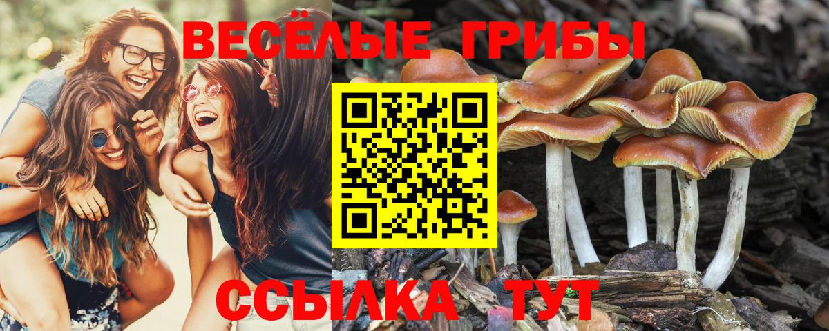 Псилоцибиновые грибы Cubensis Алексеевка