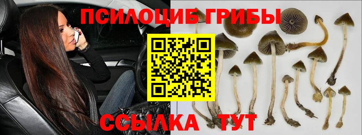 Галлюциногенные грибы Cubensis  Вход с VPN  Алексеевка  Псилоцибиновые грибы прущие грибы 
